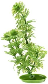 Green Ambulia Aquascaper Plant