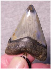 Ancient Shark Tooth Pendant
