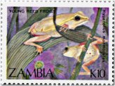 Zambian Frog Collection