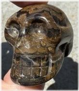 Fossilized Root Chakra Synergy Skull