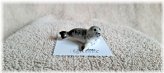 Harbor Seal Pup Miniature Figurine - Andre