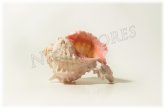 Pink Erythrostomu Hermit Crab Sea Shell