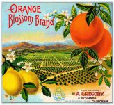 Sunrise Grove Vintage Label Print