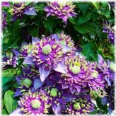 Purple Spike Clematis Bulbs