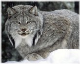 Wild Canadian Lynx Photo Print