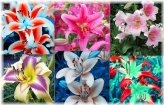 Rainbow Lily Mix