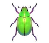 Emerald Scarab Specimen