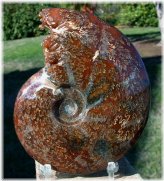 Prehistoric Gemstone Ammonite