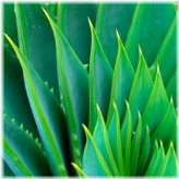 Aloe Renew Moisturizer