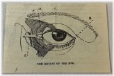 Vintage Ocular Illustration