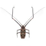 Harlequin Beetle Specimen Pack