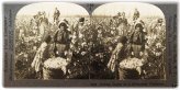 Cotton Harvest Memories: Vintage Stereoview