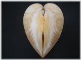 Mexican Giant Cardium Shell