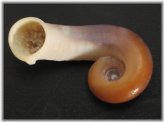 Thai Chupingense Land Snail Shell