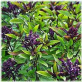 Thai Basil 'Siam Queen' Seeds