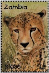 Zambia Cheetah Stamp 2001 MNH #SG827