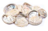 Oceanic Treasures Abalone Shells