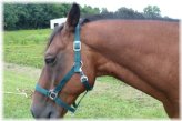 EquiFit Nylon Halter