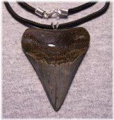 Ancient Megalodon Tooth Pendant