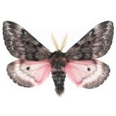 Arizona Pink Saturn Moth Wings