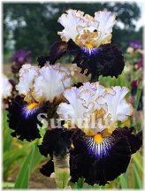 Monochrome Iris Seed Collection