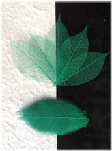 Emerald Veil Skeleton Leaves