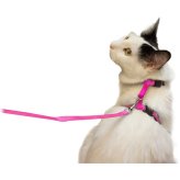 Rosy Feline Freedom Set: Adjustable Leash and Harness with 4.5 Inch Collar