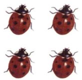 Ladybug Garden Ceramic Decals