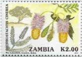 Zambian Blossoms Collection