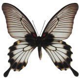 Monochrome Swallowtail Beauty