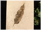 Green River Leaf Fossil