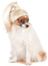 Ponytail Pet Wig Costume Accessory