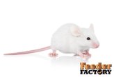 Arctic Bites" - Frozen Mice for Your Reptilian Friend