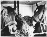 Equine Elegance Photo Print