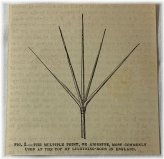 Aigrette Lightning Rod Engraving from 1882