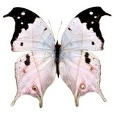 Pink Purple Madagascar Butterfly Specimen