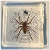 Golden Arachnid Encased in Lucite