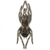 Rusty Birdeater Tarantula Specimen Pack