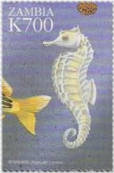 Zambian Seahorse Collection
