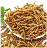 Organic Mealworm Treats for Poultry and Wild Birds