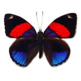 Peruvian Winged Treasures