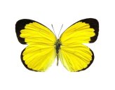 African Yellow Black Winged Beauty