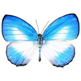 Blue White Butterfly of Indonesia Collectible