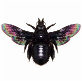 Indonesian Iridescent Carpenter Bee Display