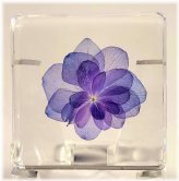 Nikko Blue" Resin-Encased Hortensia Flower