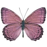 Purple Winged Beauty Specimen