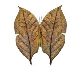 Leaf Mimic Butterfly Specimen - Wings Closed