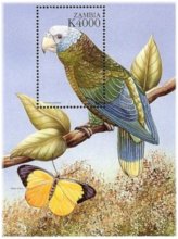 Zambian Avian Treasures