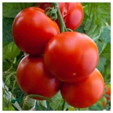 Sunshine State Tomato Seeds