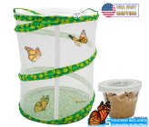 Fluttering Butterfly Haven